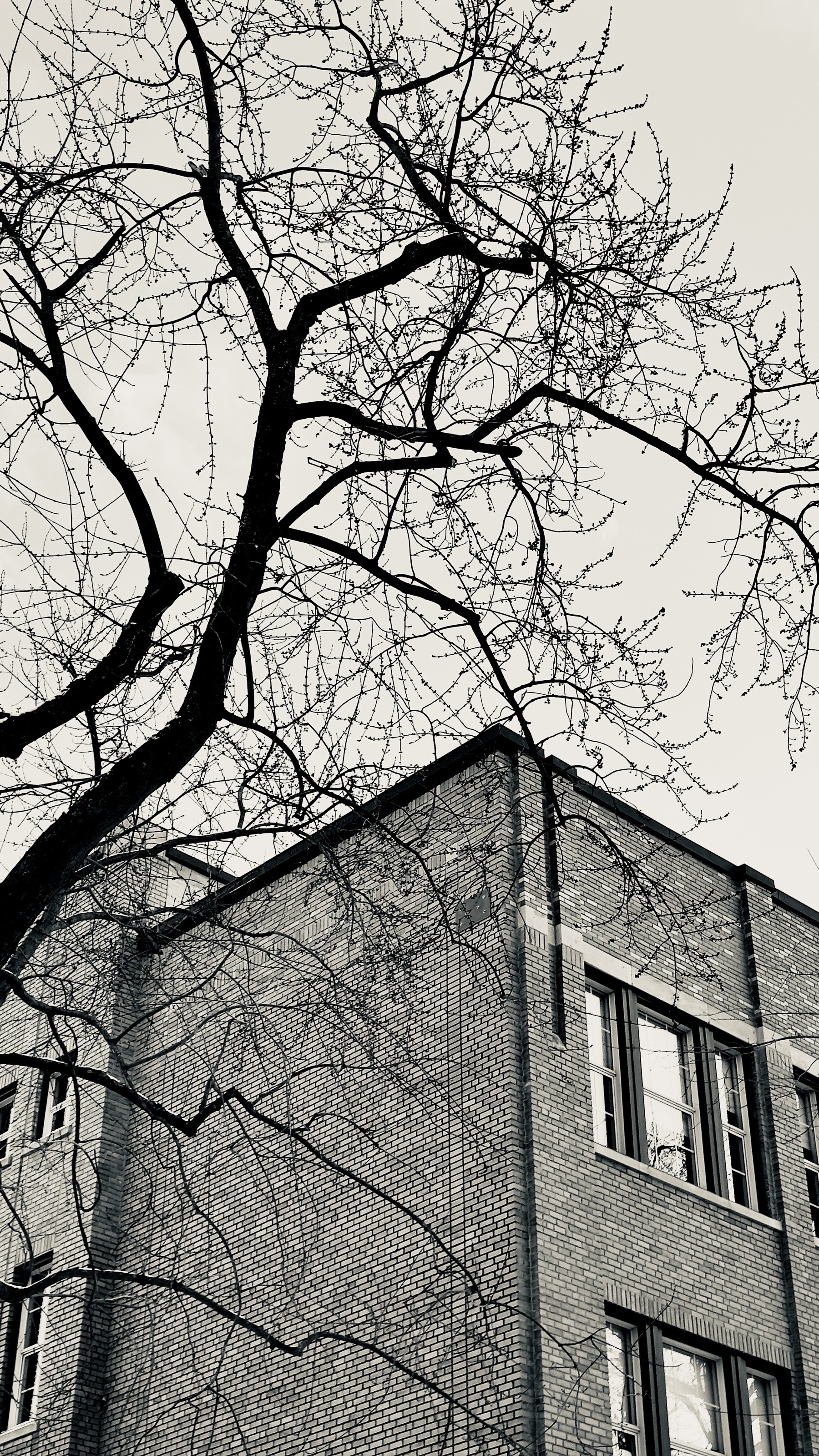 A bare-branched tree is silhouetted against a multi-story brick building with a clear sky in the background.